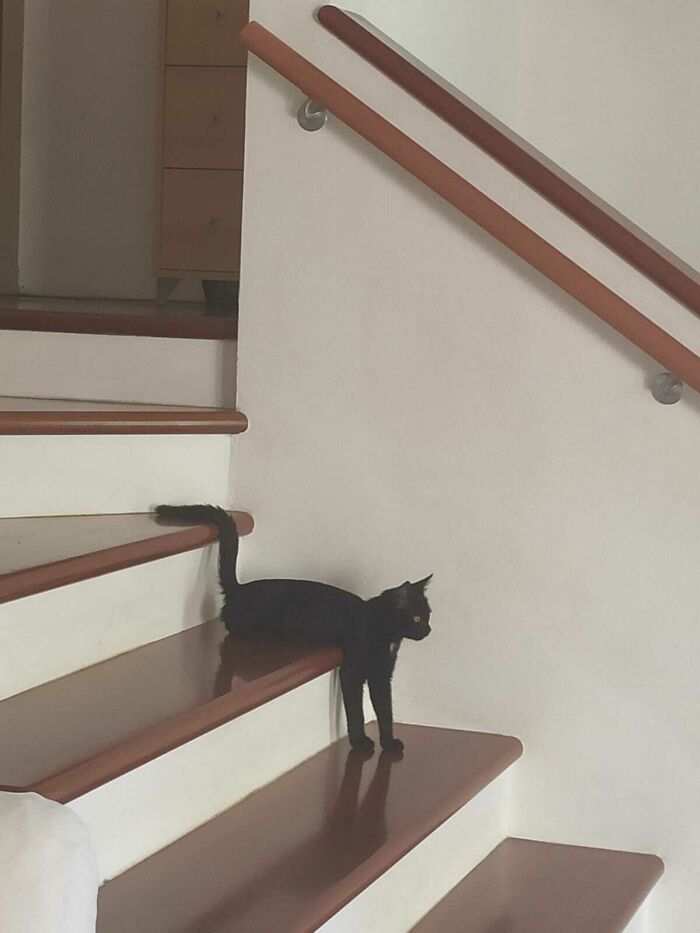 Our Cat Taking Three Stairs