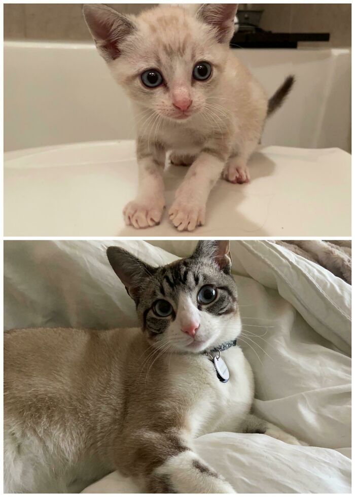 I Fostered Socks And His 4 Siblings Over The Summer - Couldn’t Let Socks Go! He’s Changed So Much Over The Last Several Months!