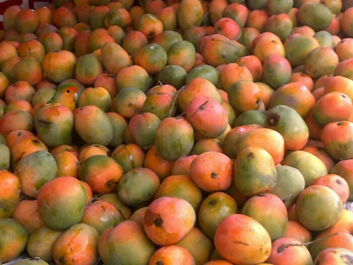 Help I Lost My Lovebird In This Pile Of Mangoes
