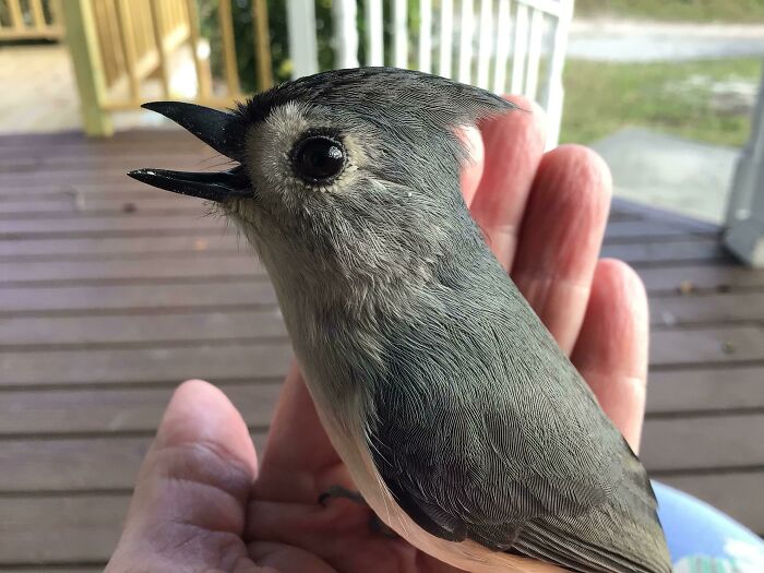 A Tufted Titmouse Came To Visit