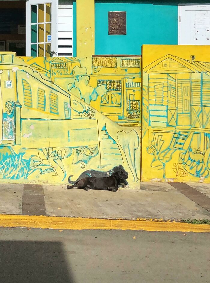 Los habitantes de Puerto Rico pintaron este mural. Se aseguraron de incluir al perro que se relaja allí a menudo