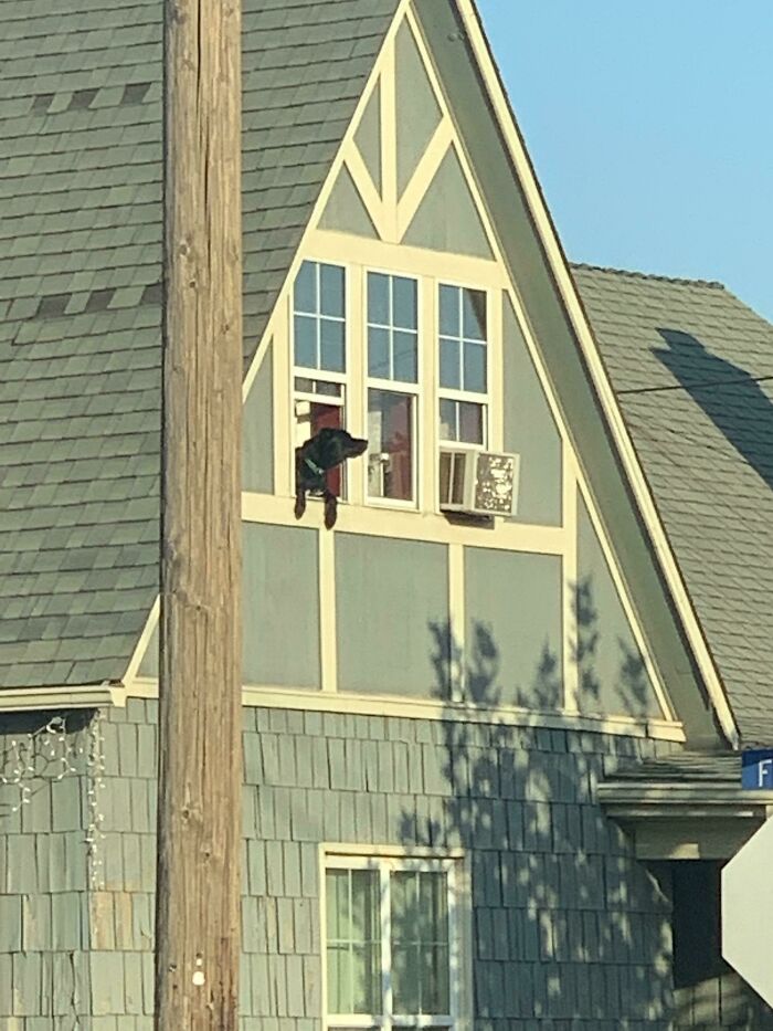 My Neighbor’s Dog Sits Like This Out The Second Story Window For Hours Every Day Just Vibing And Watching The World Go By
