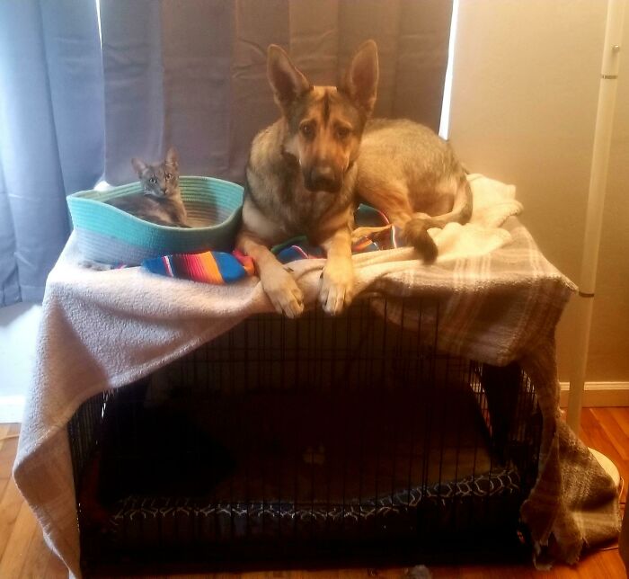 I Bought A Kennel For My Dog And Put The Cat's Bed On Top. Gracie Wants To Be With Her Kitty At All Times