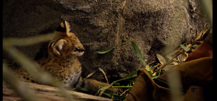 The 2015 Sci Fi Show "Zoo" Used A Serval As A "Leopard Cub"