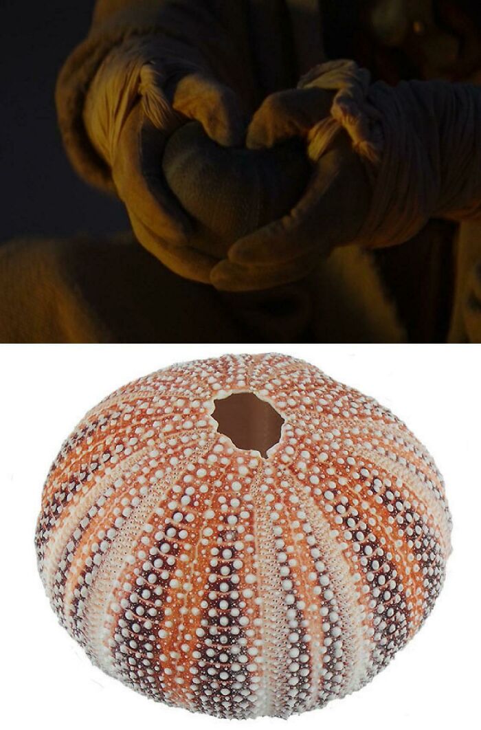 [tv] The Mandalorian Season 2 Episode 1 - The Vessel For The Drink Handed To Cobb Is Actually A Sea Urchin Shell