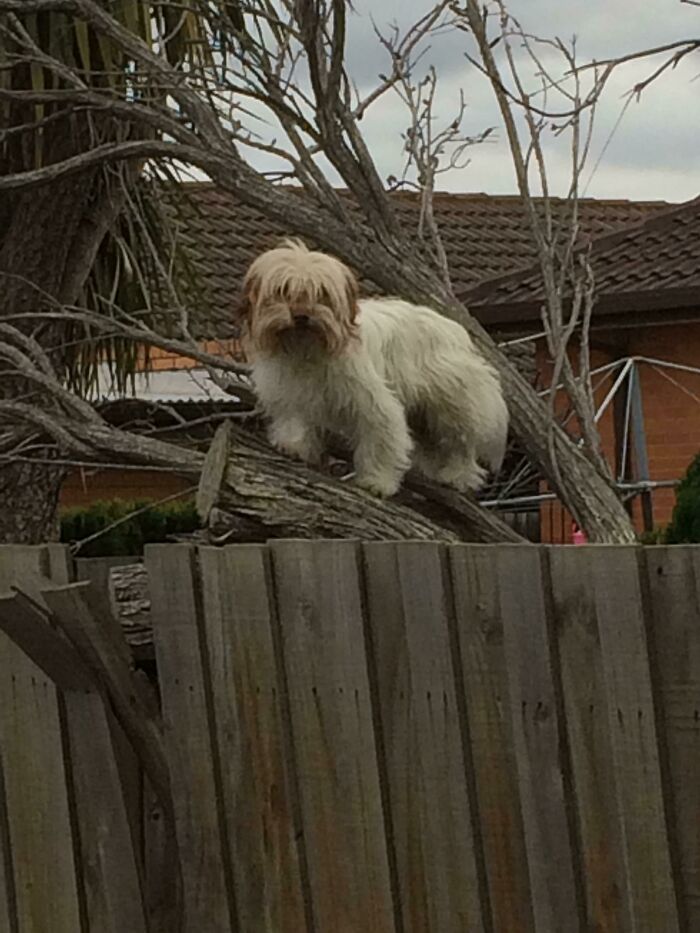 Neighbours Dog Think It's A Cat