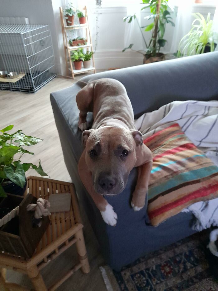 Luna The Hippo Thinks She's A Cat
