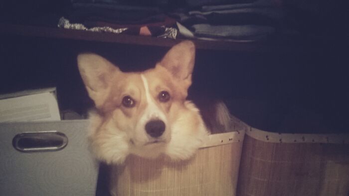 My Corgi Thinks, He's A Cat - Chilling In A Box All Afternoon