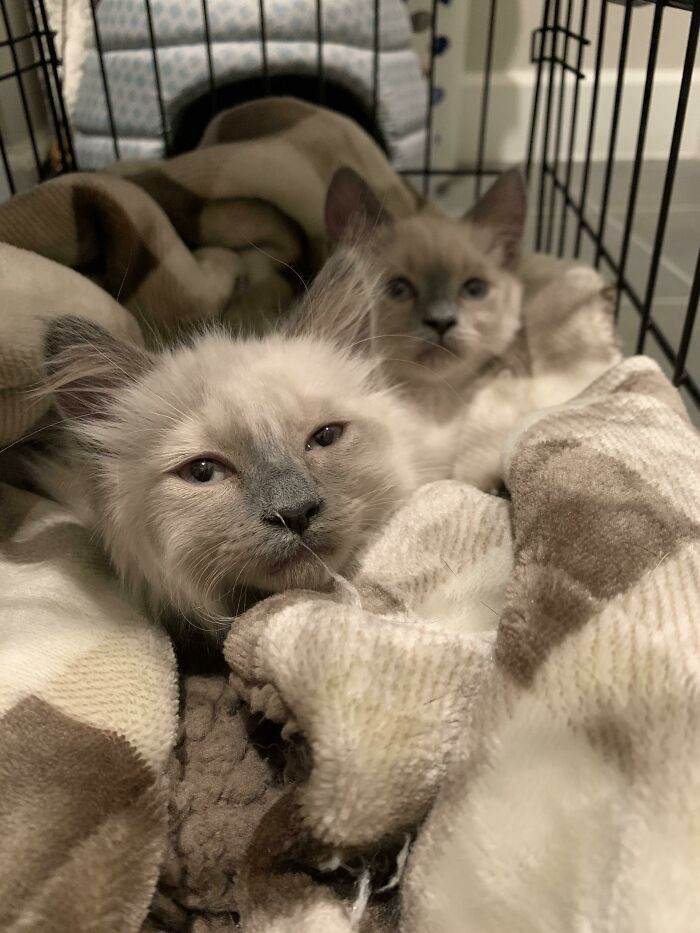 I Adopted These Twins Tonight! I Havent Got Names Yet Though