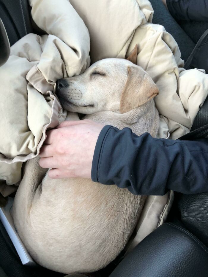 Rescued In Puerto Rico, Adopted In New York, Passed Out On The Way Home.