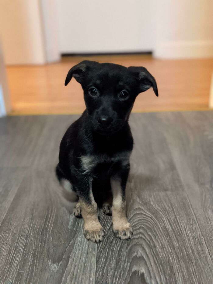 After Years Of Wanting A Dog My Wife And I Got This 8 Week Old Pup From The Rescue. Meet Arwen.