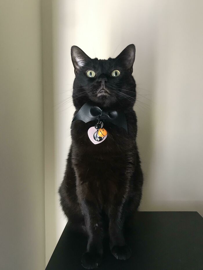 I Adopted Morticia Today On A Friday The 13th, Six Years Ago! My Lucky Bat 🖤