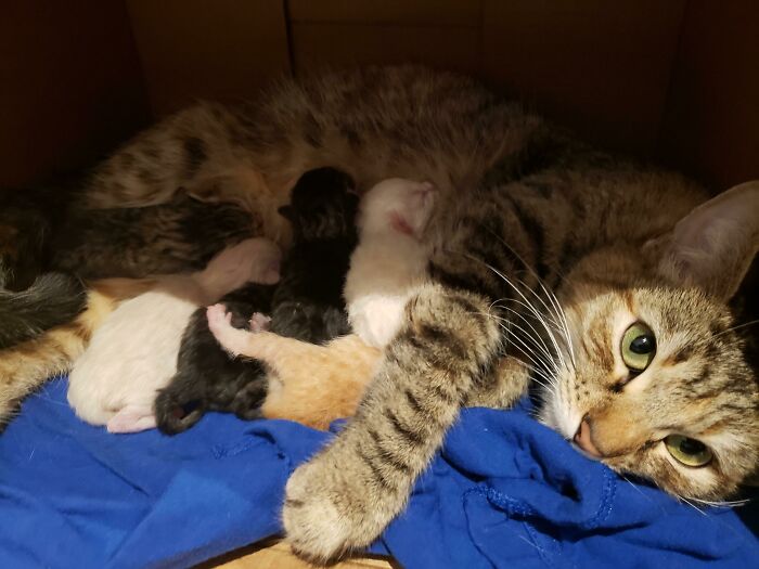 Mozzarella, Our Foster Kitten Just Had Her Baby Cheeses: Cheddar, Feta, Gorgonzola, Brie, Camembert, Velveeta . Adopt, Don't Shop! And Spay And Neuter