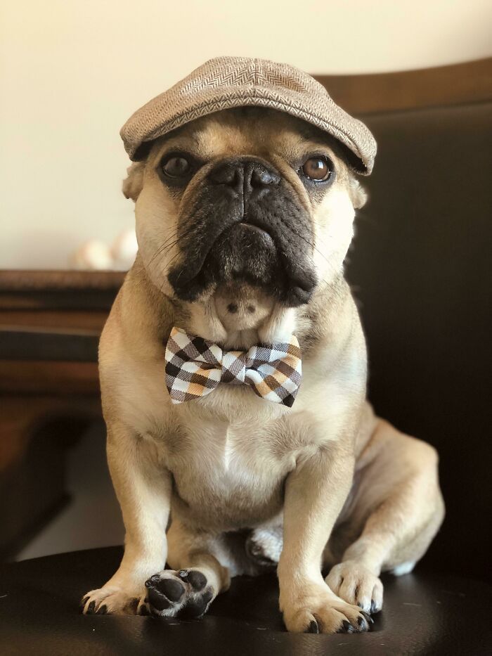 Ruben The Rescue Is A Sharp Dressed Man!