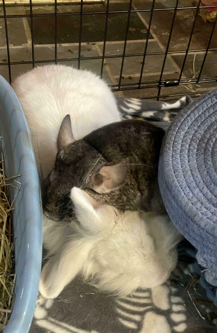 My Rescue Bun Came To Me With His Chinchilla Buddy. They Are Inseparable