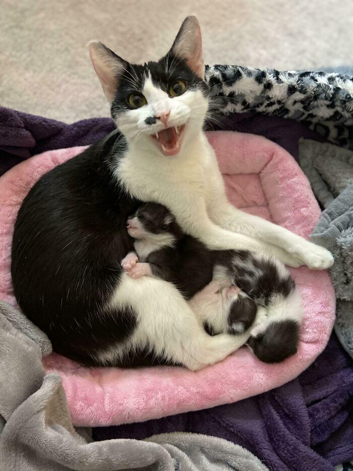 Foster Mama Telling Me All About Her Babies!
