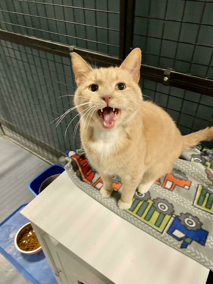 “I Am Adoptable From Pet Refuge In South Bend, Indiana!” Yells Cheeto
