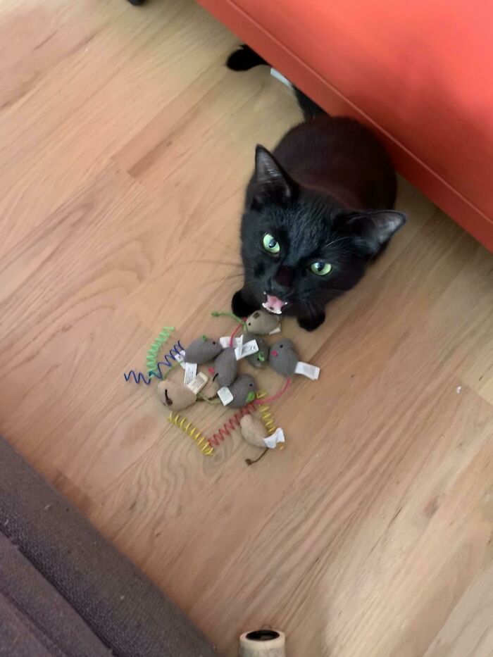 Binx Is Angry I Found His Toy Stash