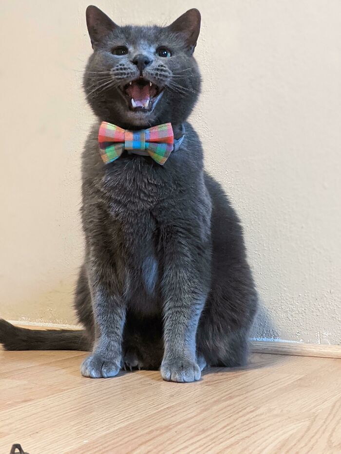 Biscuit Is Looking Dapper And Loud In His New Bow Tie