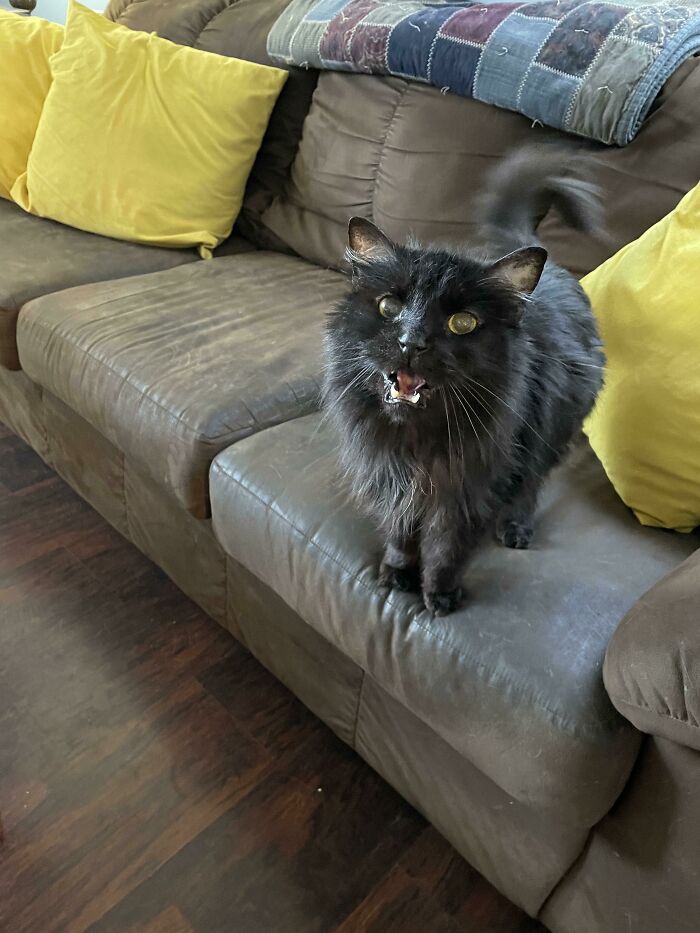 Frodo Yelling For Some Shredded Cheddar Cheese