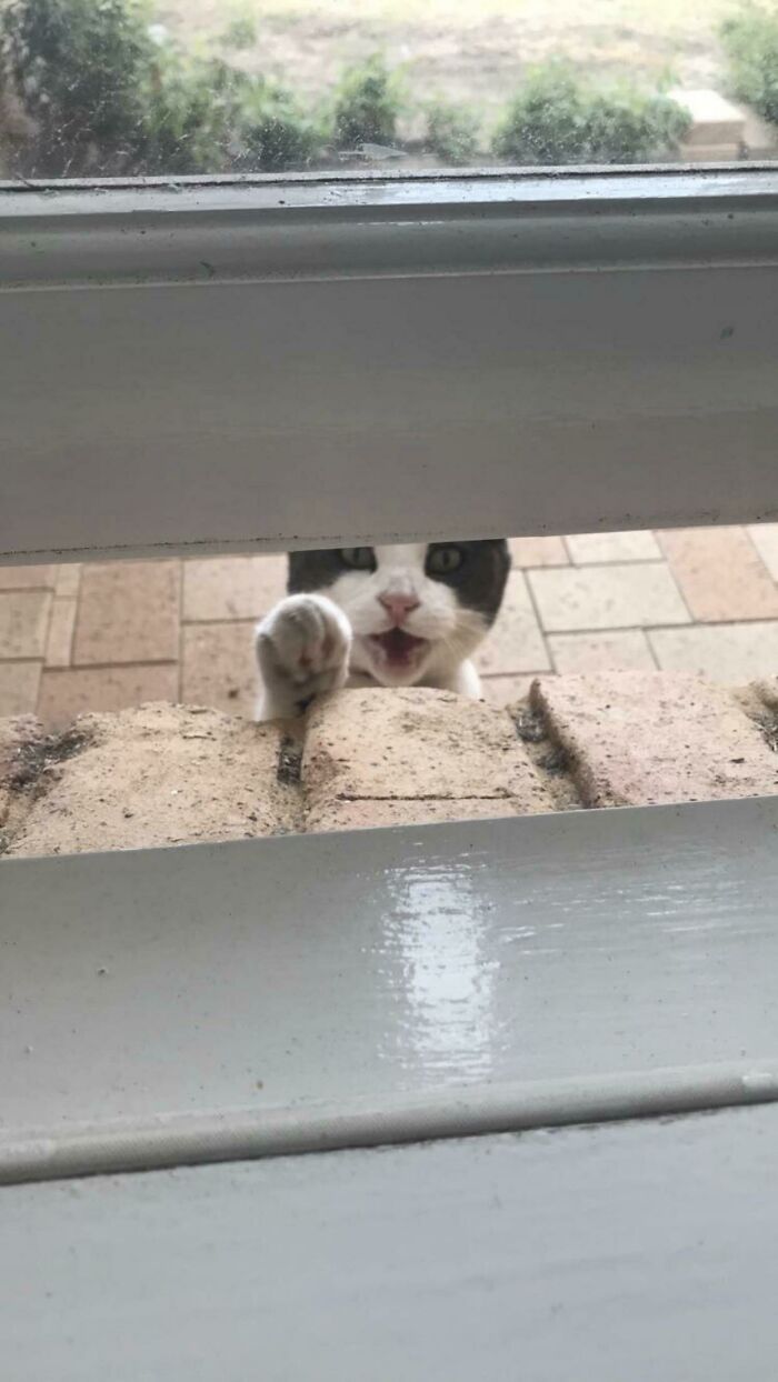 This Cat Lives Across The Road From Me. I Fed Him A Snack Once And Now He Screams Every Night At My Kitchen Window