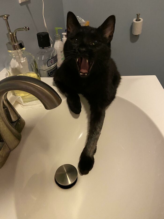Look At Those Teefs! He Was Screaming Because He’s Spoiled And Only Drinks From The Sink 