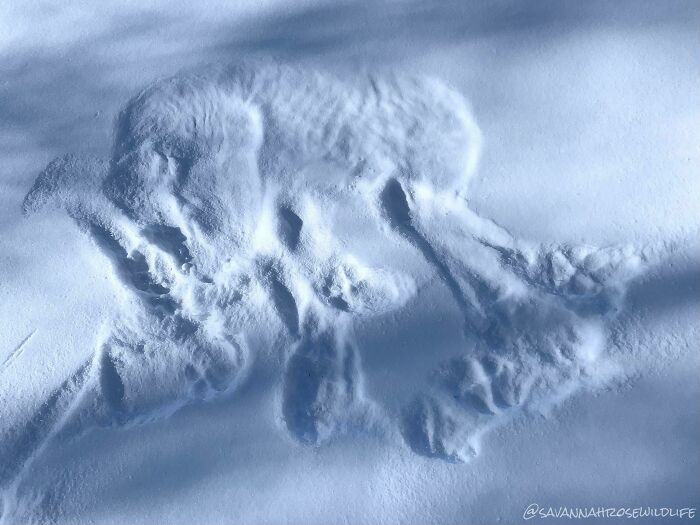 Encontré esta huella de donde un lobo gris dormía en la nieve. ¡Incluso puedes ver sus costillas!