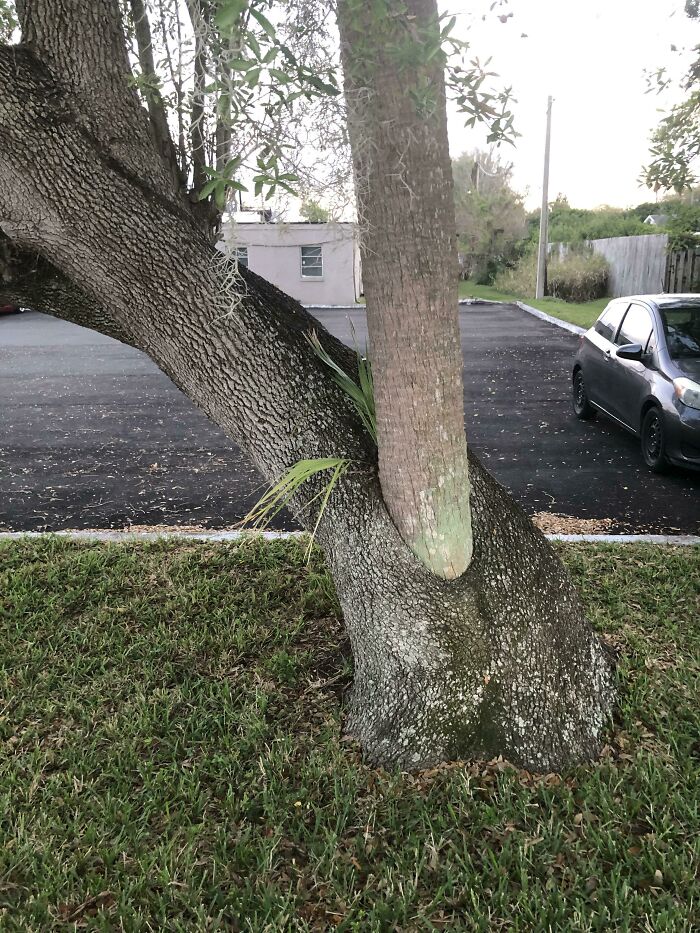 This Palm Tree Growing Out Of The Middle Of An Oak Tree