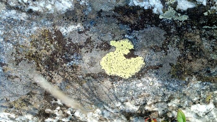 Found A Lichen That Looks Like A Rubber Duckie