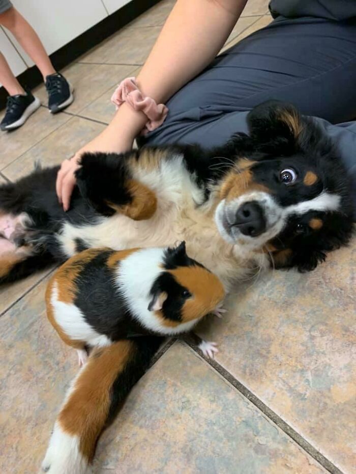 “What Kind Of Pupper Is This?”