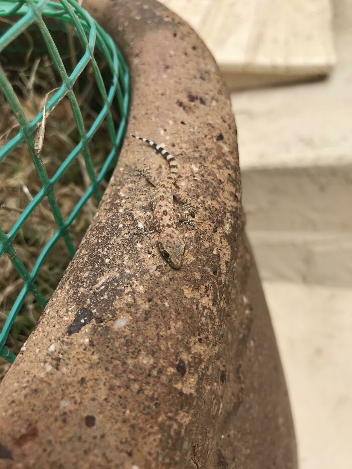 The Way This Baby Lizard Blends In With My Plant Pot