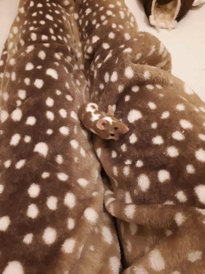 Mi ratón mascota se mezcla con el pijama de mi pareja