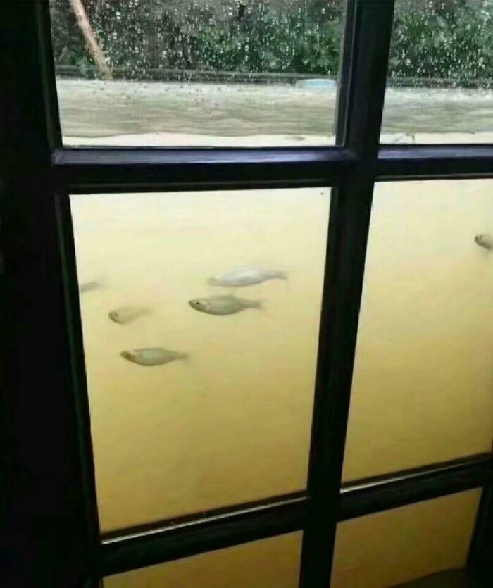 A Flood Can Be A Great Opportunity To Turn Your Home Into An Aquarium