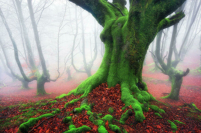Bosque en el País Vasco con troncos cubiertos de musgo y las hojas recién caídas