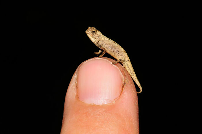 Newly Discovered "Nano-Chameleon" Is World's Smallest Known Reptile