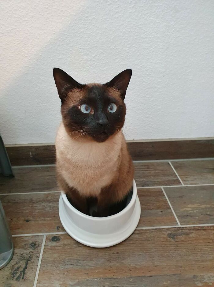 Got Him A New Water Bowl. I Think He Misunderstood What It Is. And Yes He Sits In The Water...