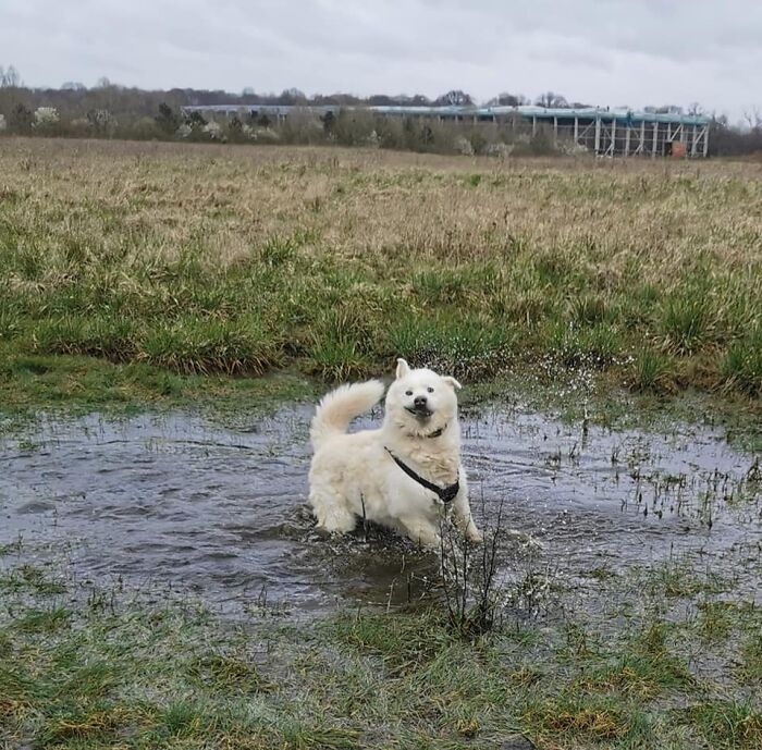 One Of Our Local Dog Walkers/Day Care Share Photos Of The Dogs On Their Daily Walks. Today's Star Was Particularly Derpy