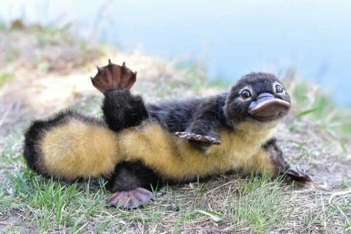 Platypus Babies Are Called "Puggles"
