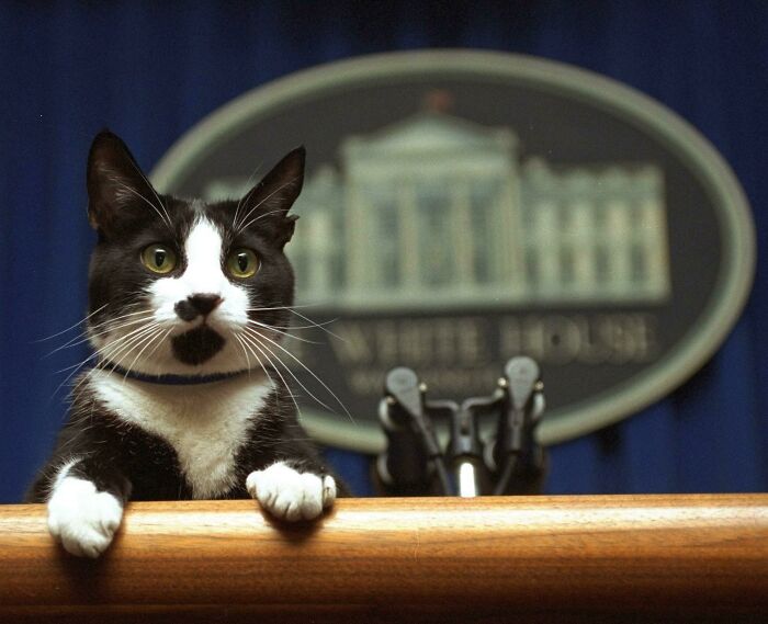 Socks The Cat Peers Over The Podium In The White House Briefing Room Saturday March 19, 1994