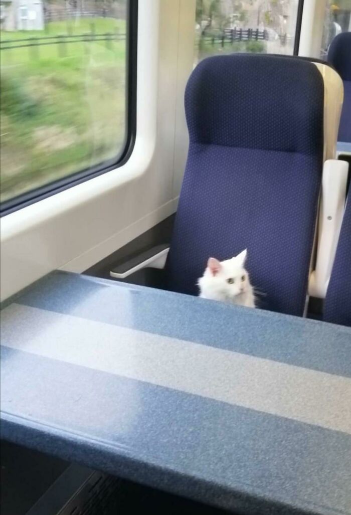Often See This Little Cat On My Train. Walks Around And Meows At People. He Gets On With A Woman And He Is Really Friendly