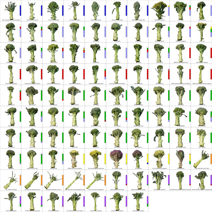 I Grew 97 Different Types Of Broccoli This Summer And Visualized Their Biological Diversity