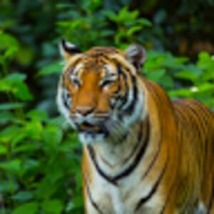 traneshialawson avatar