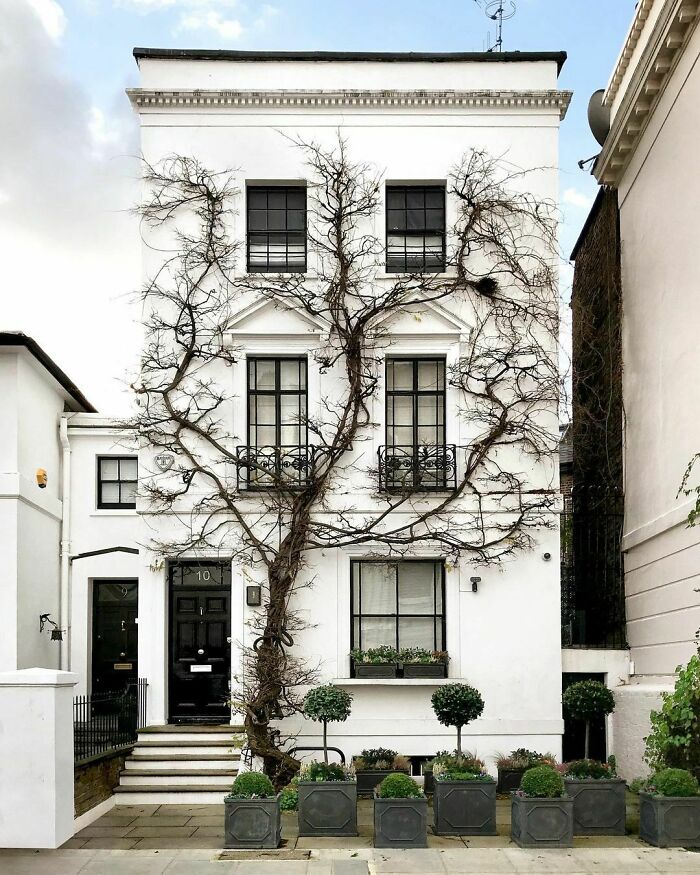 This House Covered With Wisteria Vines In London, England