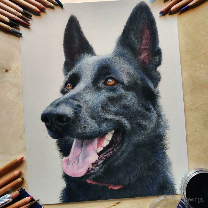 I Made A Portrait Of German Shepherd With Soft Pastels And Pastel Pencils. What Do You Think?
