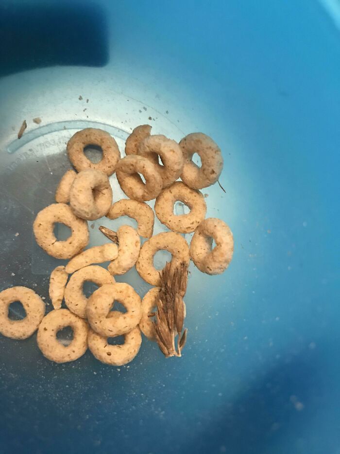There Were (Literally) Whole Grains In My Son’s Cheerios.