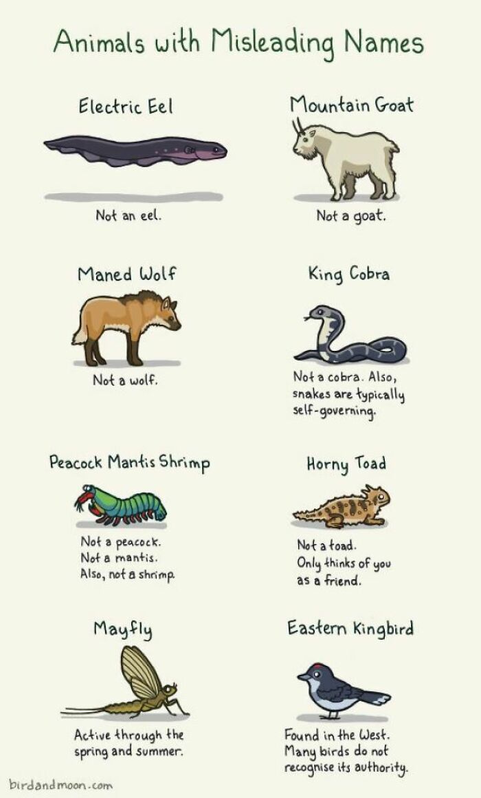 Animals With Misleading Names