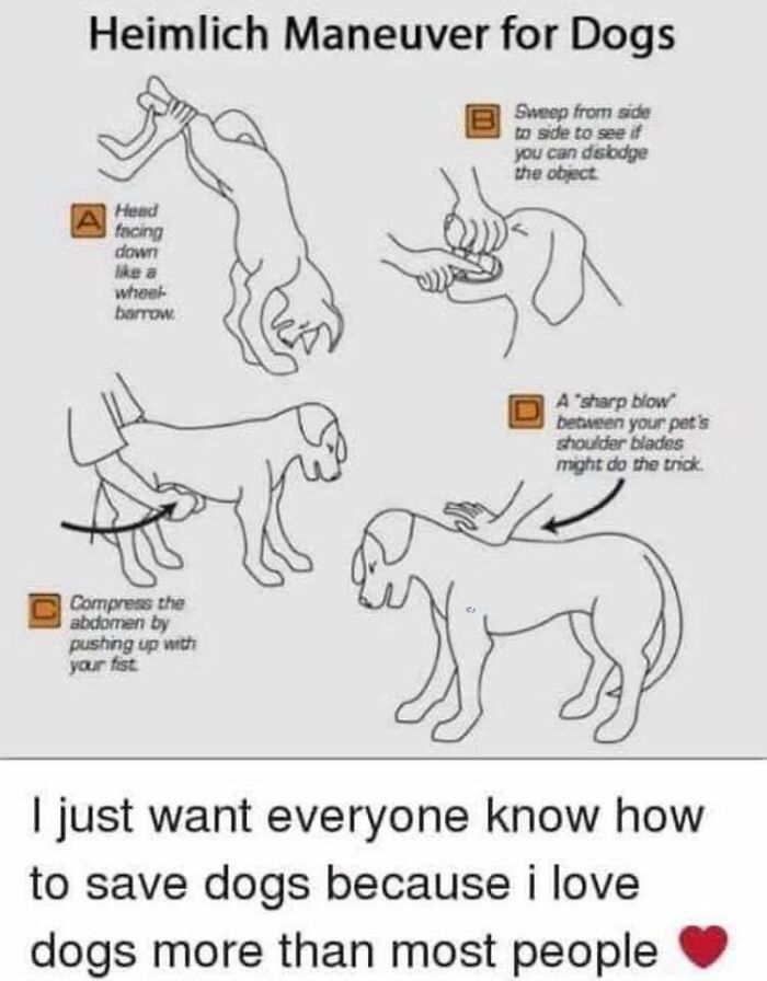 For All You Dog Lovers Out There
