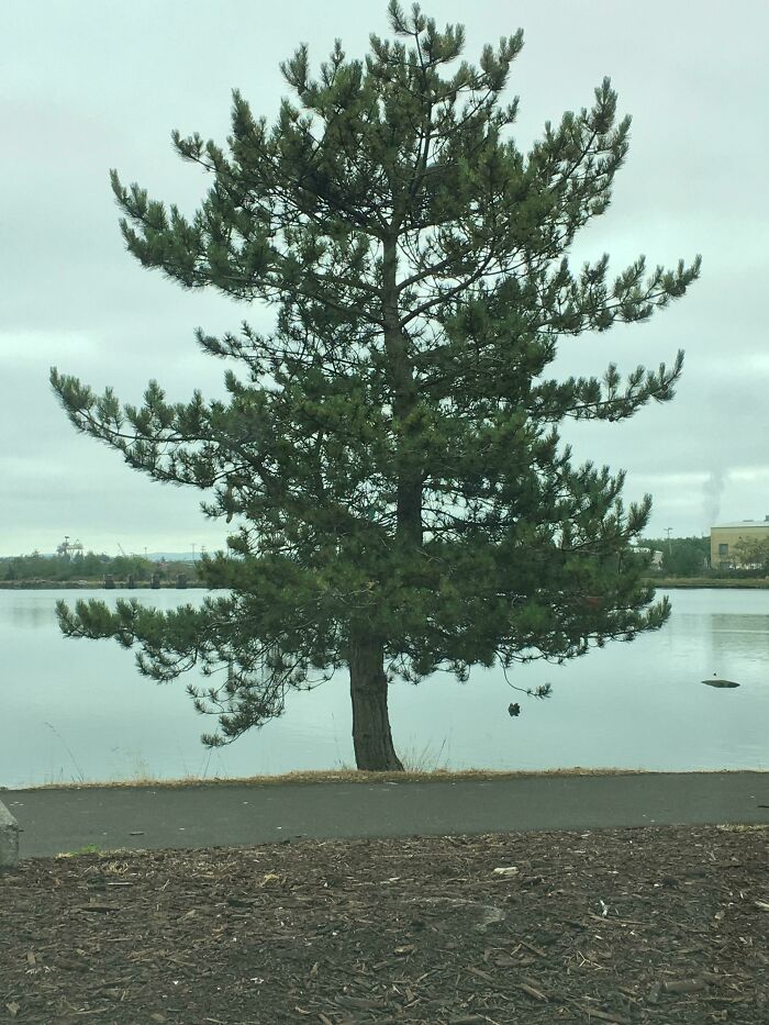 This Tree I Saw Today Looks Like It Didn’t Render Correctly