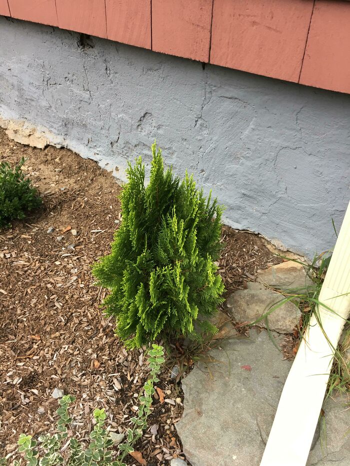 This Bush In My Front Yard Looks Like A Video Game Render