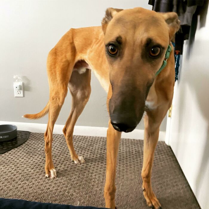 This Is Kelly! We’re Transitioning From Being His Foster Home To His Forever Home. He’s Our First Greyhound. Any Advice?
